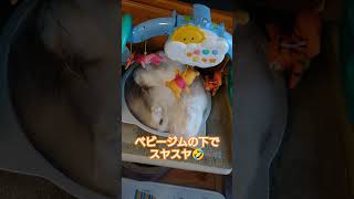 猫が寝ているこの場所は……？ #shorts #cat #猫