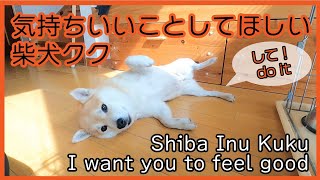 In a relaxed manner, Hairing Shiba Inu. #shibainu #shibadog