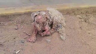 Everyone Shunned her Due her Appearance, the Blind Dog was Scared to Hide in Hunger \u0026 Illness