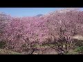 2024年4月10日　大草城址公園