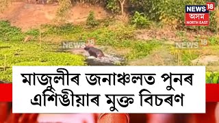 Majuli News | মাজুলীৰ জনাঞ্চলত পুনৰ এশিঙীয়াৰ মুক্ত বিচৰণ, আতংকিত অঞ্চলবাসী N18V