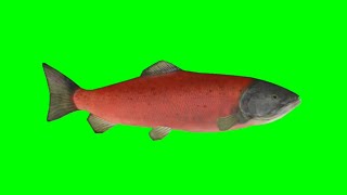 Green Screen Red Fish !! Copyright Free