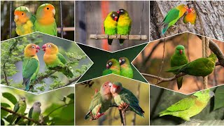 ಅಬ್ಬಾ !? ಎಷ್ಟೊಂದು ಬಗೆಯ ಲವ್ ಬರ್ಡ್ ಗಳಿವೆ ಗೊತ್ತಾ !? Love bird species facts in kannada.