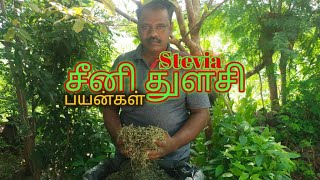 இனிப்பு துளசி, சீனி துளசி, சர்க்கரை துளசி,STEAVIA