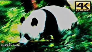 🟢 Rare Footage of Panda Bear Running Fast - Done With It