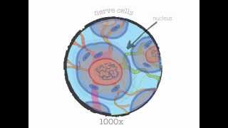 Genetics 101 (Part 1 of 5): What are genes?