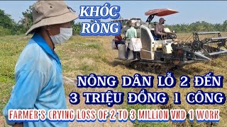 KHÓC RÒNG NÔNG DÂN LỖ 2 ĐẾN 3 TRIỆU ĐỒNG 1 CÔNG| FARMER'S CRYING AT LOSSES| Giải Trí Miền Tây