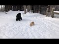 newfoundland dogs playing with a 3 month old golden puppy in the snow