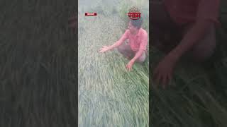 #shorts : Jalna Farmer Crying | अवकाळी पावसाने शेतीचे नुकसान,शेतकऱ्यांने फोडला टाहो