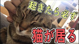 最近目を覚ますと絶対に猫がいるんです…しかも腕枕しているんです…