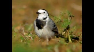 White  Wagtail - Witte Kwikstaart