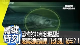 恐怖的非洲沼澤猛獸 屠獅殺象的剛果「比利猿」秘辛？！ 2014年 第1747集 2200 關鍵時刻