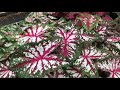 Plant Review: Caladium