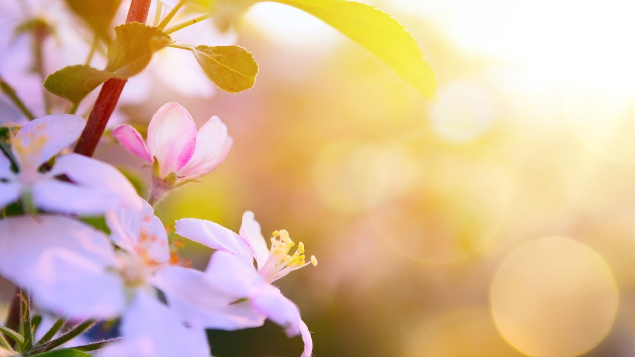 Morning Relaxing Music Wake Up With Positive Feelings Marilyn Youtube