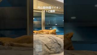 円山動物園ライオン　イトの睡眠