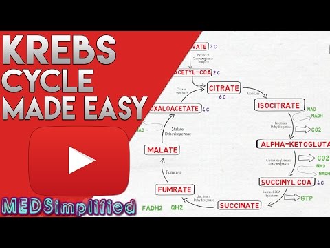 What is the chemical formula of Krebs cycle?