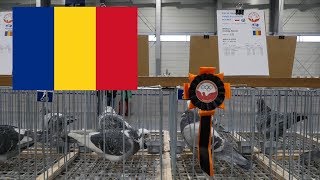 Romania, Rumunia - Olimpiada Gołębi, Pigeon Olympiad - Poznań 2019