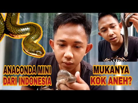 ANACONDA MINI DARI INDONESIA | ULAR AIR KELABU | ENHYDRIS PLUMBEA ...