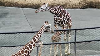 ノンちゃんの後輩、ジジくん　Giraffe(キリン)