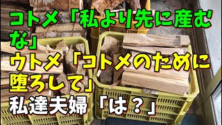 【スカッとひろゆき】コトメ「私より先に産むな」 ウトメ「コトメのために堕ろして」 私達夫婦「は？」