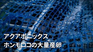 アクアポニックスのホンモロコが突然の産卵【養殖／家庭菜園／水耕栽培】