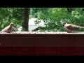 baby dove stare off