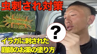 イラガに刺された時の庭師の痒みの止め方は？【庭師　虫刺され】