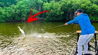 Catching Crazy Jungle Tarpon On Bass Tackle