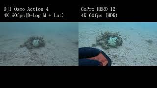 【Scuba Diving】GoPro Hero 12 vs DJI Osmo Action 4 Part2【水中比較】