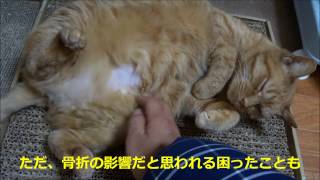 【元野良猫】茶々、現在の成功率50%(TT)