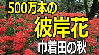 500万本の彼岸花・巾着田の秋（４K)  GoProを使って撮影