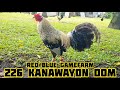 Dom Super Kanawayon of Red Blue Gamefarm in Sarangani Philippines by John Rebdlue