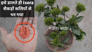 आधा चम्मच ixora में डाल दो हजारों कलियों से न भर जाये तो कहना | ixora growing tips and fertilizer