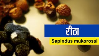 रीठा। Sapindus Mukorossi । जानिए रीठा का महत्व । रीठा के फायदे, उपयोग और नुकसान