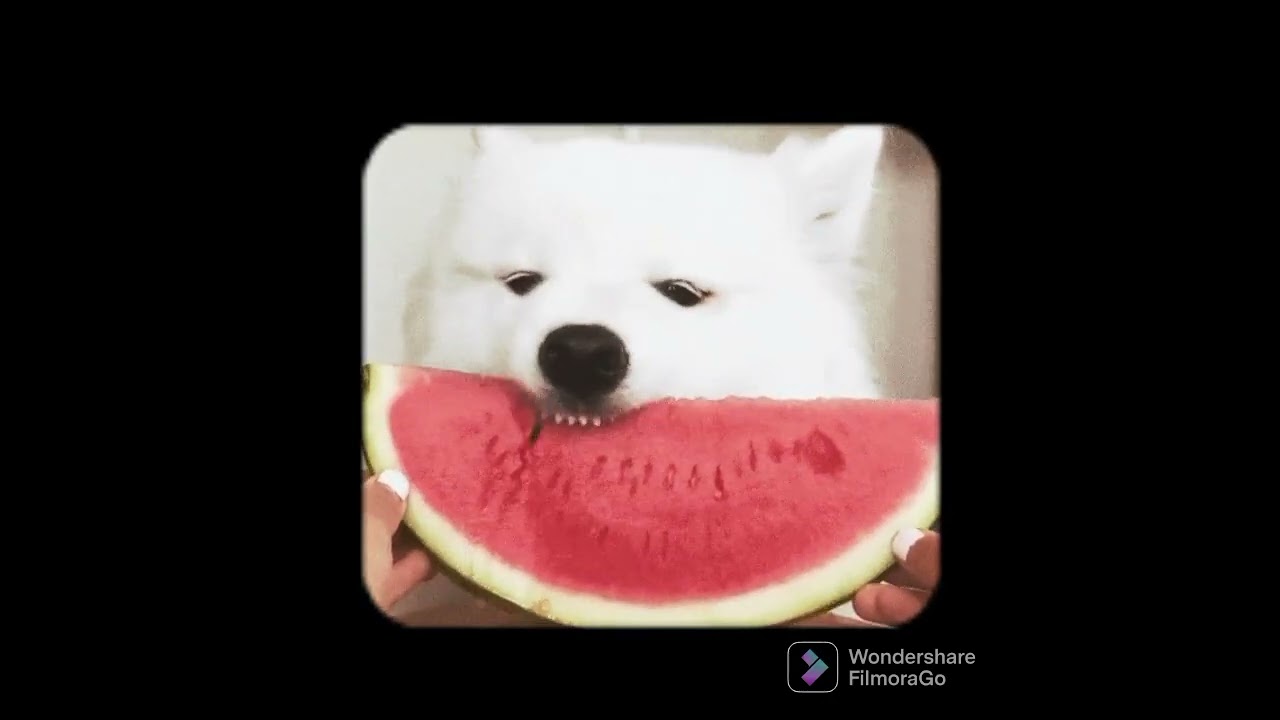 Dog Eating Watermelon Youtube