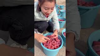 女孩正在介绍干柿子。天然糖的白色，干燥时粉红色的果肉 #柿子干 #fruit #shorts #2024 #reels