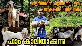 ഫാം കാലിയാക്കുന്നു. വളർത്താൻ പറ്റിയ നല്ല ഇനം ആടുകൾ വില്പനയ്ക്ക്  RG Farming