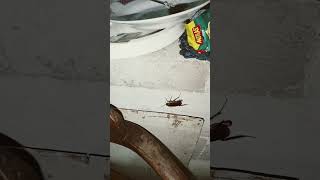 nak kau bw kmn telurmu #cockroach #animals