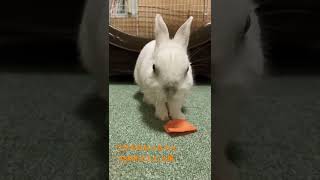 うさぎのなっちゃんASMR劇場　にんじん編🥕