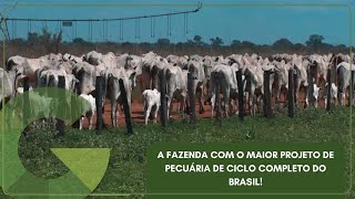 🔴 AO VIVO | GIRO DO BOI – A FAZENDA COM O MAIOR PROJETO DE PECUÁRIA DE CICLO COMPLETO DO BRASIL!