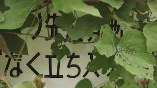 ~ 弥平島 ~ 幻の肥溜めを求めて ~ ダークサイド各務ヶ原