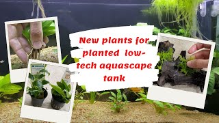 New plants!!! Echinodorus,  Anubias, Christmas Moss for planted Aquarium