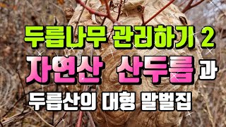 두릅나무 관리하기 2, 자연산 산두릅 주변 잡목, 잡풀 제거하기, 산두릅 주변 대형 말벌집