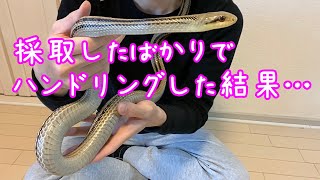 特大シマヘビを採取してすぐハンドリングした結果…【蛇の飼育】♦️ The result of handling wild striped snakes ...