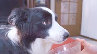 生まれて初めてレモンを食べた犬の顔ｗ