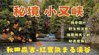 秘境小又峡紅葉に染まる渓谷,秋田県森吉山太平湖,三階の滝,携帯圏外!野生熊注意! 秋田森吉山八幡平