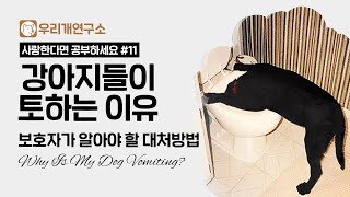 강아지들이 토하는 이유 구토의 종류와 대처방법 #우리개연구소 #강아지건강식 #강아지건강