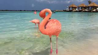 Beautiful flamingos