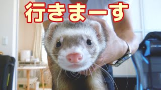 【フェレット】ジャバラトンネル全クリ