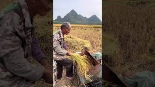 The process of threshing rice with foot operated thresher